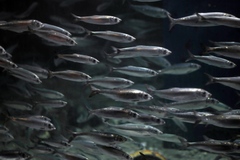 Atlantic Herring photo 6