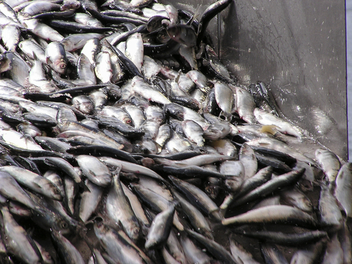 Atlantic Herring