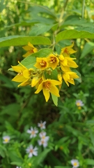 Lysimachia vulgaris