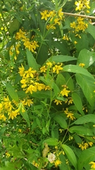 Lysimachia vulgaris