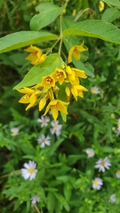Lysimachia vulgaris