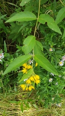 Lysimachia vulgaris