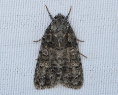 Acronicta tristis