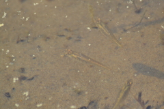 Fundulus diaphanus menona