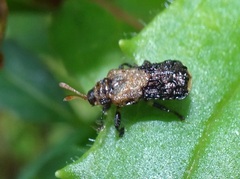 Octotoma marginicollis