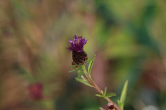 Centaurea decipiens