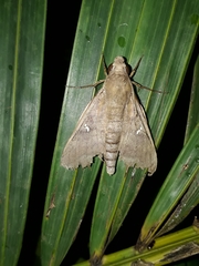 Nephele hespera