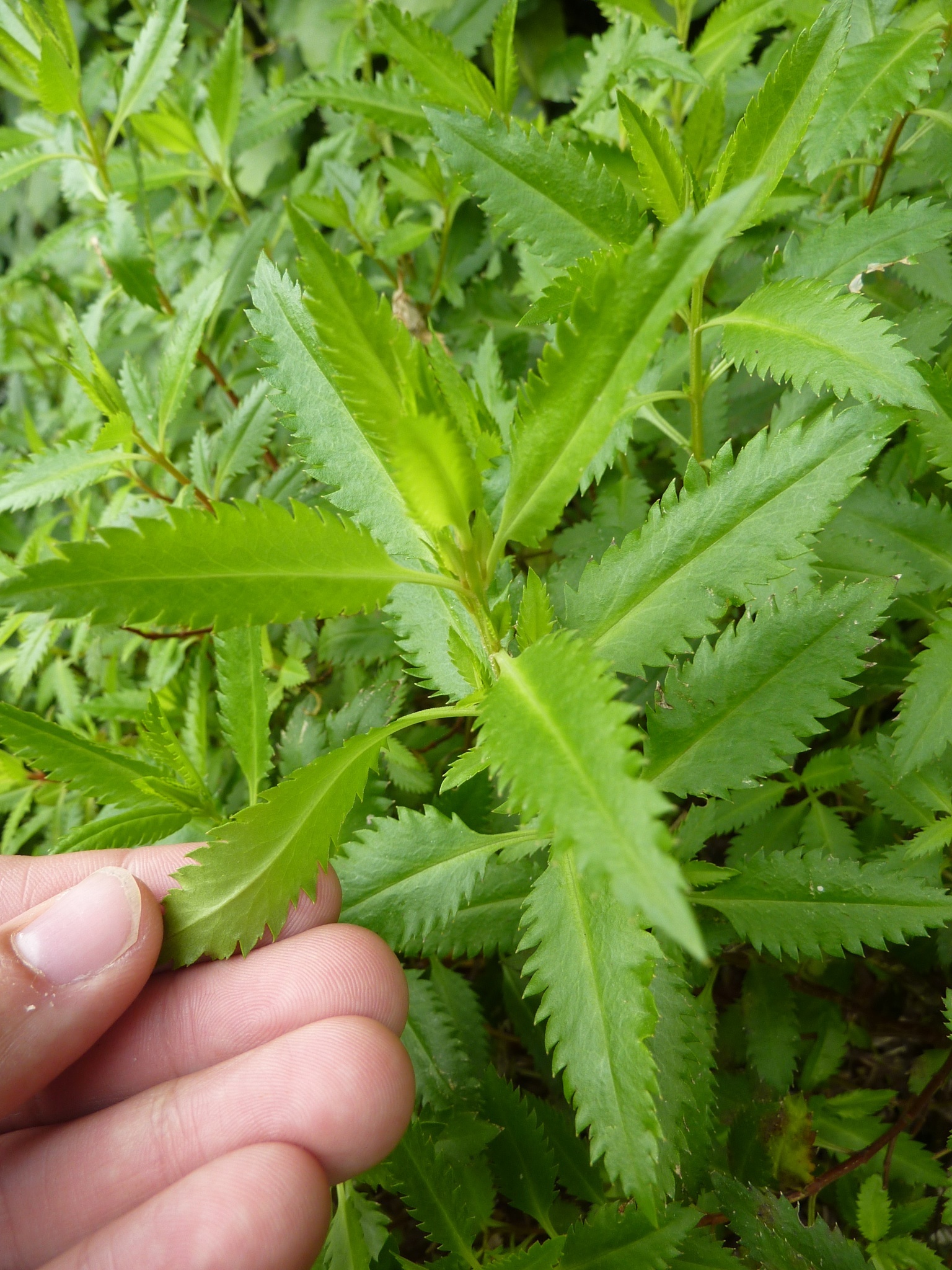 Haloragis erecta