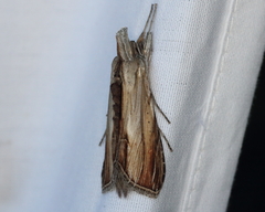 Cucullia convexipennis