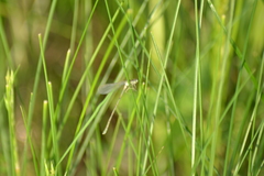Enallagma vesperum