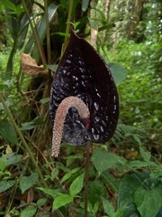 Anthurium caramantae