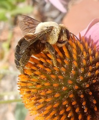 Ptilothrix bombiformis