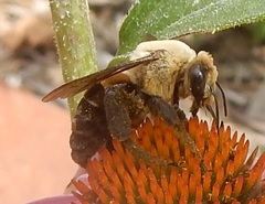Ptilothrix bombiformis