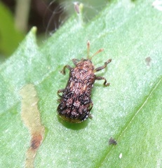 Octotoma marginicollis