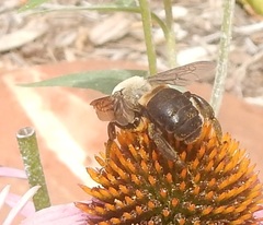 Ptilothrix bombiformis