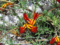 Lotus berthelotii