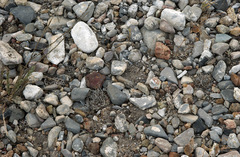 Turbinicarpus macrochele macrochele