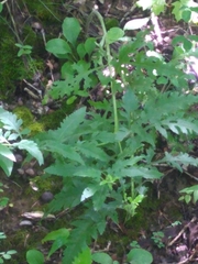 Aureolaria pedicularia