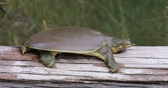 Apalone spinifera emoryi