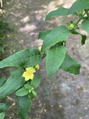 Dasistoma macrophylla