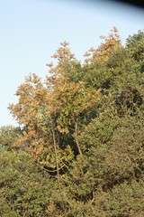 Hippobromus pauciflorus