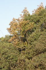 Hippobromus pauciflorus