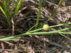 Antistrophus pisum