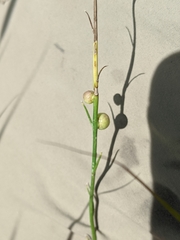Antistrophus pisum