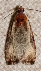 Olethreutes quadrifidum