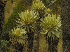 Espeletia hartwegiana