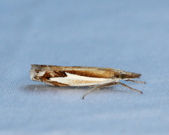 Crambus bidens
