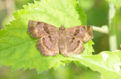 Antigonus funebris