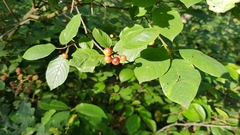 Frangula alnus