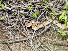 Crotalus molossus