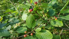 Frangula alnus