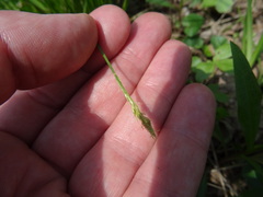 Carex bromoides