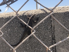 Sceloporus occidentalis
