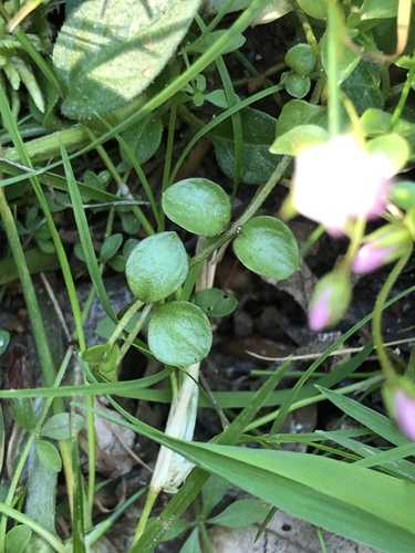 Bog Pimpernel