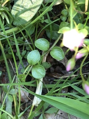 Lysimachia tenella