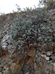 Protea sulphurea
