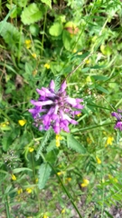 Betonica officinalis
