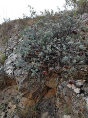 Protea sulphurea