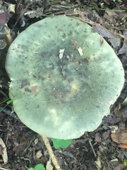 Virescentinae