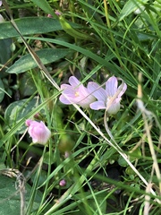 Lysimachia tenella