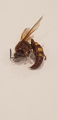 Sphecius