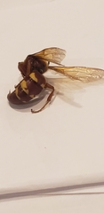 Sphecius