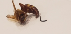 Sphecius