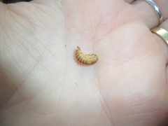 Lagria villosa