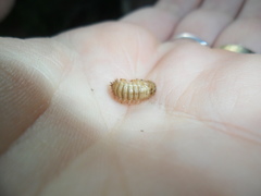Lagria villosa