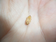 Lagria villosa